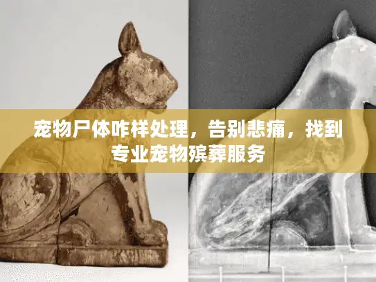 宠物尸体咋样处理，告别悲痛，找到专业宠物殡葬服务