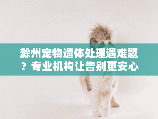 滁州宠物遗体处理遇难题？专业机构让告别更安心