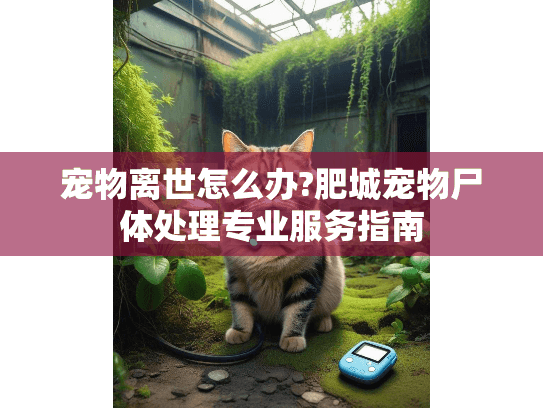 宠物离世怎么办?肥城宠物尸体处理专业服务指南