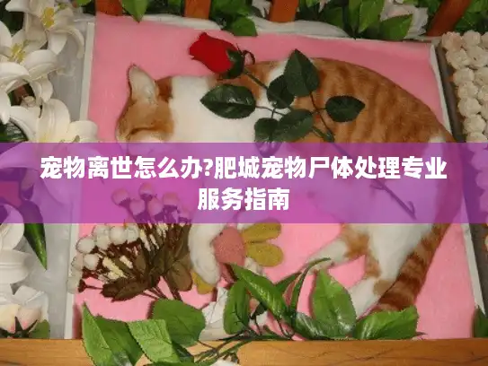 宠物离世怎么办?肥城宠物尸体处理专业服务指南