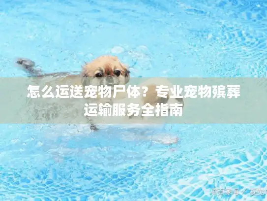 怎么运送宠物尸体？专业宠物殡葬运输服务全指南