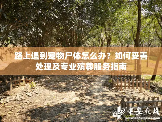 路上遇到宠物尸体怎么办？如何妥善处理及专业殡葬服务指南