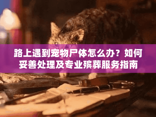 路上遇到宠物尸体怎么办？如何妥善处理及专业殡葬服务指南