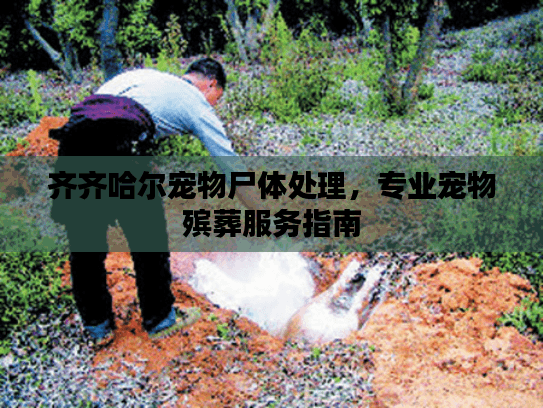 齐齐哈尔宠物尸体处理，专业宠物殡葬服务指南