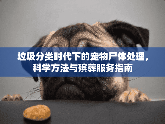 垃圾分类时代下的宠物尸体处理，科学方法与殡葬服务指南