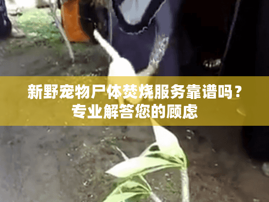 新野宠物尸体焚烧服务靠谱吗?专业解答您的顾虑 新野宠物尸体焚烧服务靠谱吗?专业解答您的顾虑