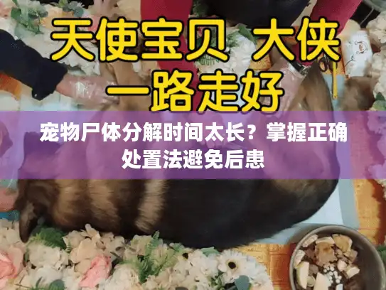 宠物尸体分解时间太长？掌握正确处置法避免后患