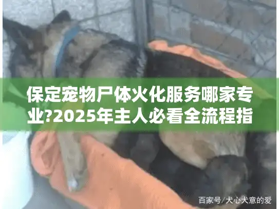 保定宠物尸体火化服务哪家专业?2025年主人必看全流程指南