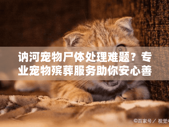 讷河宠物尸体处理难题？专业宠物殡葬服务助你安心善后