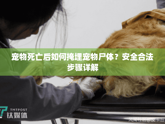 宠物死亡后如何掩埋宠物尸体？安全合法步骤详解