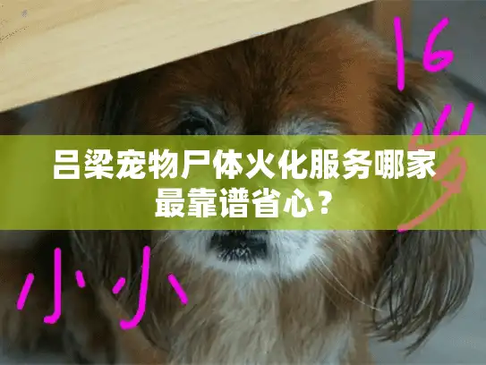 吕梁宠物尸体火化服务哪家最靠谱省心？