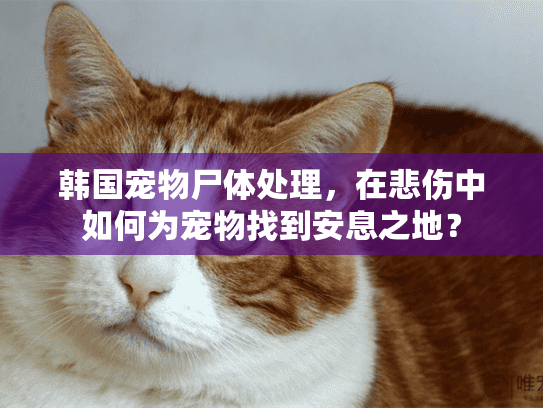 韩国宠物尸体处理，在悲伤中如何为宠物找到安息之地？