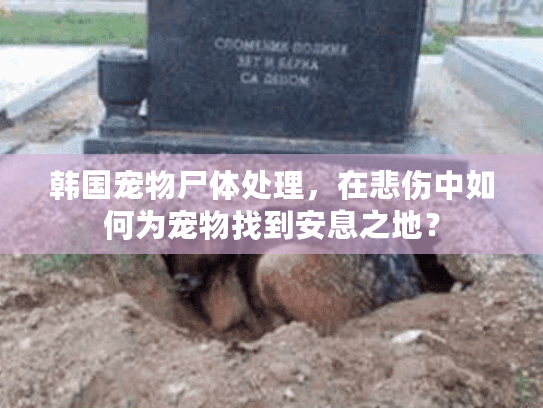 韩国宠物尸体处理，在悲伤中如何为宠物找到安息之地？