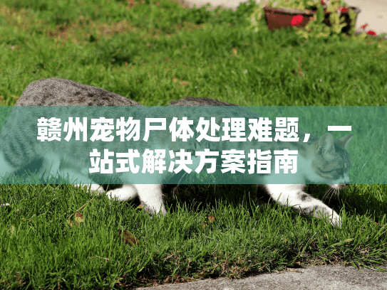 赣州宠物尸体处理难题，一站式解决方案指南