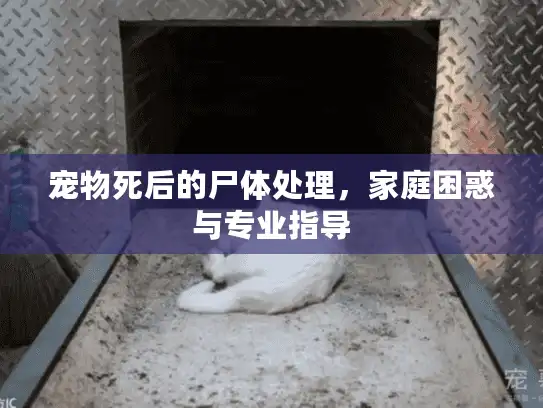宠物死后的尸体处理,家庭困惑与专业指导 宠物死后的尸体处理,家庭困惑与专业指导