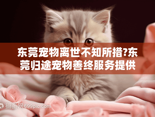 东莞宠物离世不知所措?东莞归途宠物善终服务提供专业告别方案