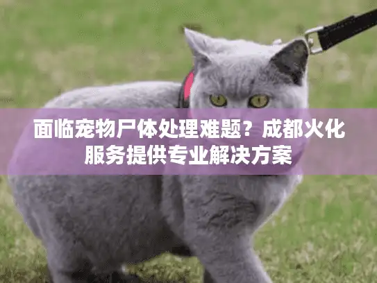 面临宠物尸体处理难题？成都火化服务提供专业解决方案