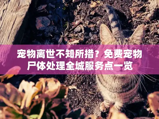 宠物离世不知所措？免费宠物尸体处理全城服务点一览