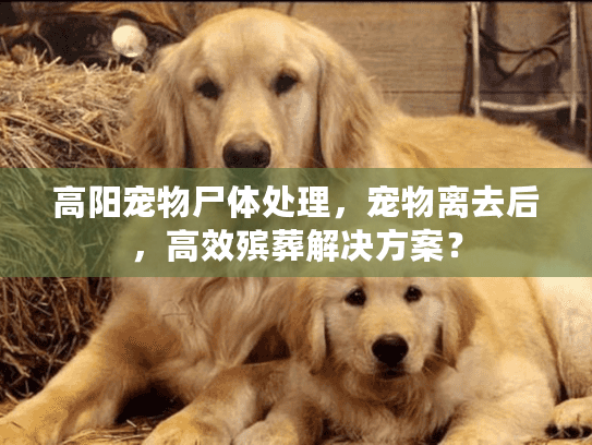 高阳宠物尸体处理，宠物离去后，高效殡葬解决方案？