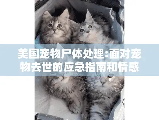 美国宠物尸体处理:面对宠物去世的应急指南和情感支持