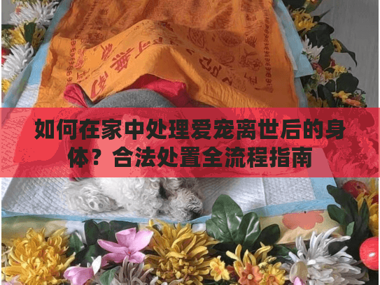 如何在家中处理爱宠离世后的身体？合法处置全流程指南