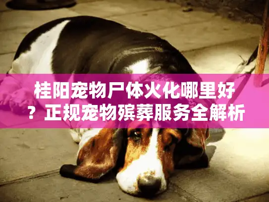 桂阳宠物尸体火化哪里好?正规宠物殡葬服务全解析 桂阳宠物尸体火化哪里好?正规宠物殡葬服务全解析