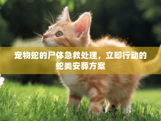 宠物蛇的尸体急救处理,立即行动的蛇类安葬方案 宠物蛇的尸体急救处理,立即行动的蛇类安葬方案