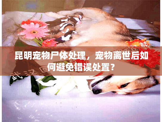 昆明宠物尸体处理，宠物离世后如何避免错误处置？