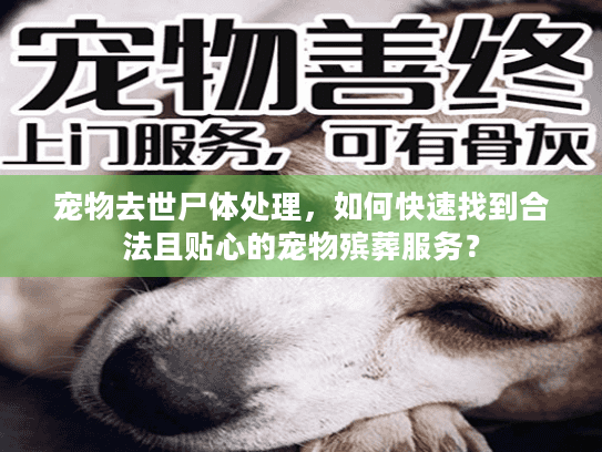 宠物去世尸体处理，如何快速找到合法且贴心的宠物殡葬服务？