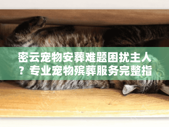 密云宠物安葬难题困扰主人?专业宠物殡葬服务完整指南 密云宠物安葬难题困扰主人?专业宠物殡葬服务完整指南