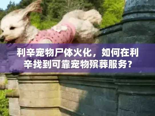利辛宠物尸体火化，如何在利辛找到可靠宠物殡葬服务？