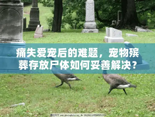 痛失爱宠后的难题，宠物殡葬存放尸体如何妥善解决？