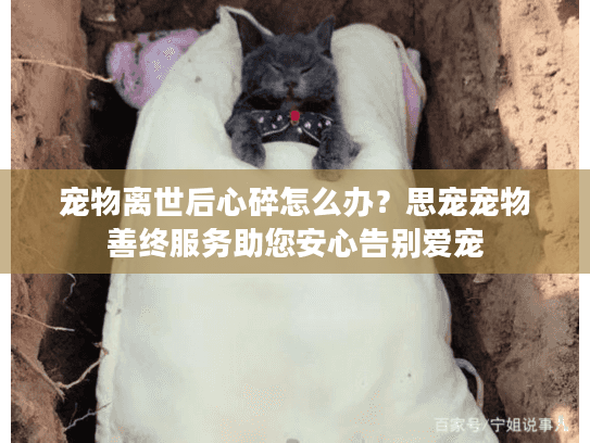 宠物离世后心碎怎么办？思宠宠物善终服务助您安心告别爱宠