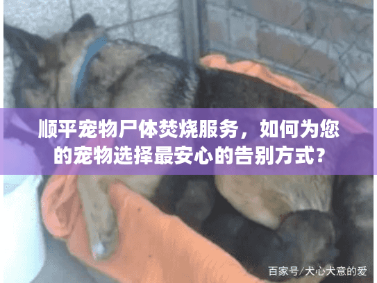 顺平宠物尸体焚烧服务，如何为您的宠物选择最安心的告别方式？