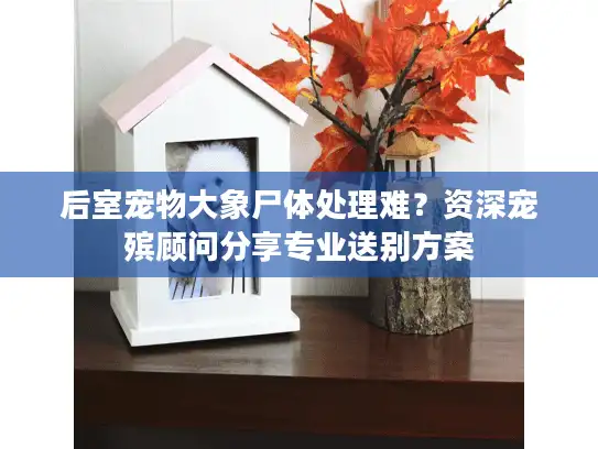 后室宠物大象尸体处理难?资深宠殡顾问分享专业送别方案 后室宠物大象尸体处理难?资深宠殡顾问分享专业送别方案
