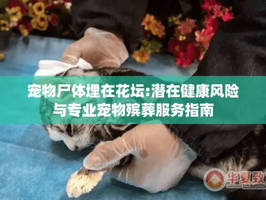 宠物尸体埋在花坛:潜在健康风险与专业宠物殡葬服务指南