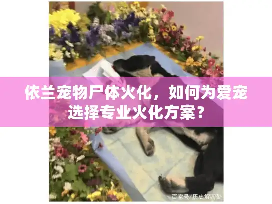 依兰宠物尸体火化,如何为爱宠选择专业火化方案? 依兰宠物尸体火化,如何为爱宠选择专业火化方案?
