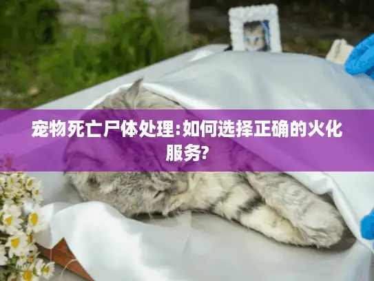 宠物死亡尸体处理:如何选择正确的火化服务?