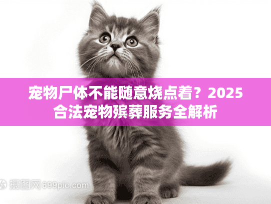 宠物尸体不能随意烧点着？2025合法宠物殡葬服务全解析