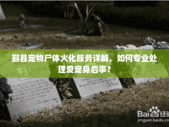 鄞县宠物尸体火化服务详解，如何专业处理爱宠身后事？