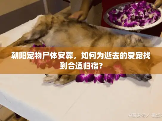 朝阳宠物尸体安葬,如何为逝去的爱宠找到合适归宿? 朝阳宠物尸体安葬,如何为逝去的爱宠找到合适归宿?