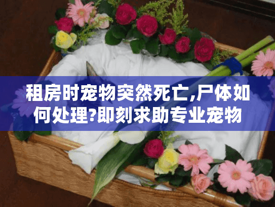 租房时宠物突然死亡,尸体如何处理?即刻求助专业宠物殡葬服务!
