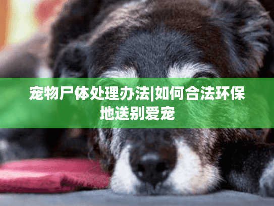 宠物尸体处理办法|如何合法环保地送别爱宠