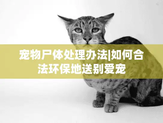 宠物尸体处理办法|如何合法环保地送别爱宠