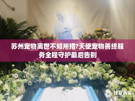 苏州宠物离世不知所措?天使宠物善终服务全程守护最后告别 苏州宠物离世不知所措?天使宠物善终服务全程守护最后告别