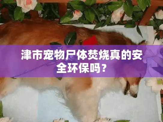 津市宠物尸体焚烧真的安全环保吗？