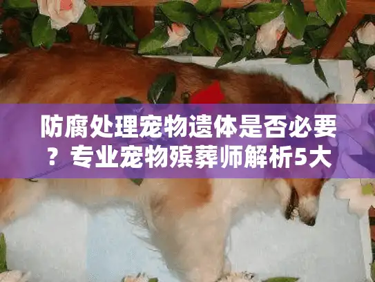 防腐处理宠物遗体是否必要？专业宠物殡葬师解析5大常见疑虑