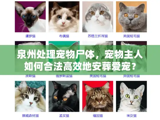 泉州处理宠物尸体,宠物主人如何合法高效地安葬爱宠? 泉州处理宠物尸体,宠物主人如何合法高效地安葬爱宠?
