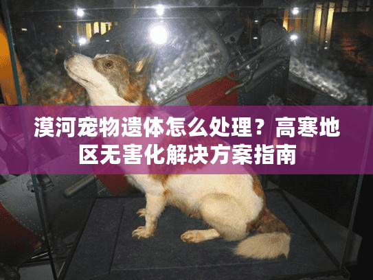 漠河宠物遗体怎么处理？高寒地区无害化解决方案指南