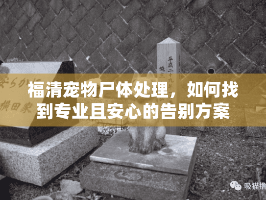 福清宠物尸体处理,如何找到专业且安心的告别方案 福清宠物尸体处理,如何找到专业且安心的告别方案